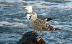 Mouette et goéland, deux oiseaux de la famille des Laridés