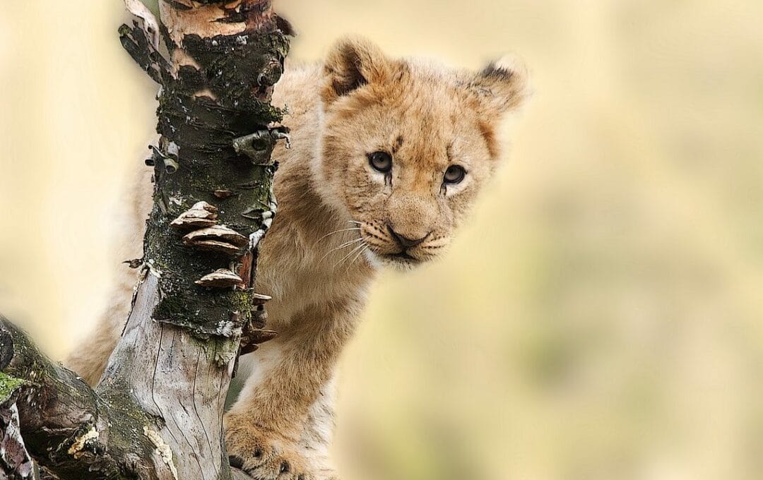 le roi des animaux sur une branche