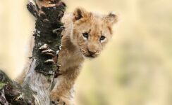 le roi des animaux sur une branche