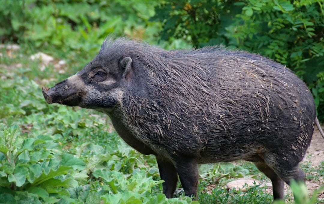 sanglier bloqué par du repulsif